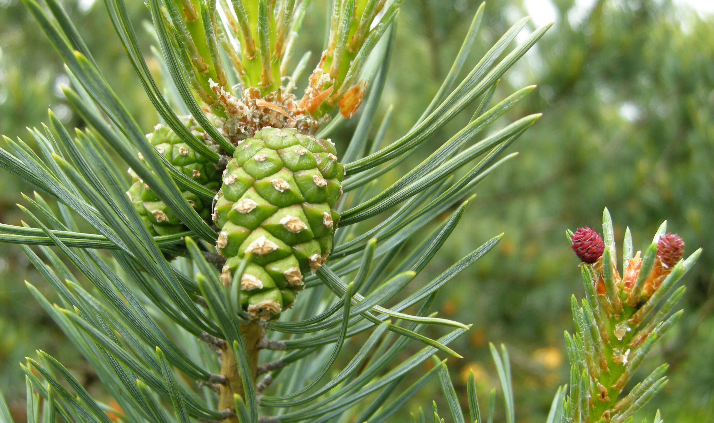 Женская шишка хвойных. Сосна обыкновенная Пинус. Сосна обыкновенная Pinus Sylvestris. 1. Сосна обыкновенная ( Pínus Sylvestris). Сосна обыкновенная Pinus Sylvestris l.