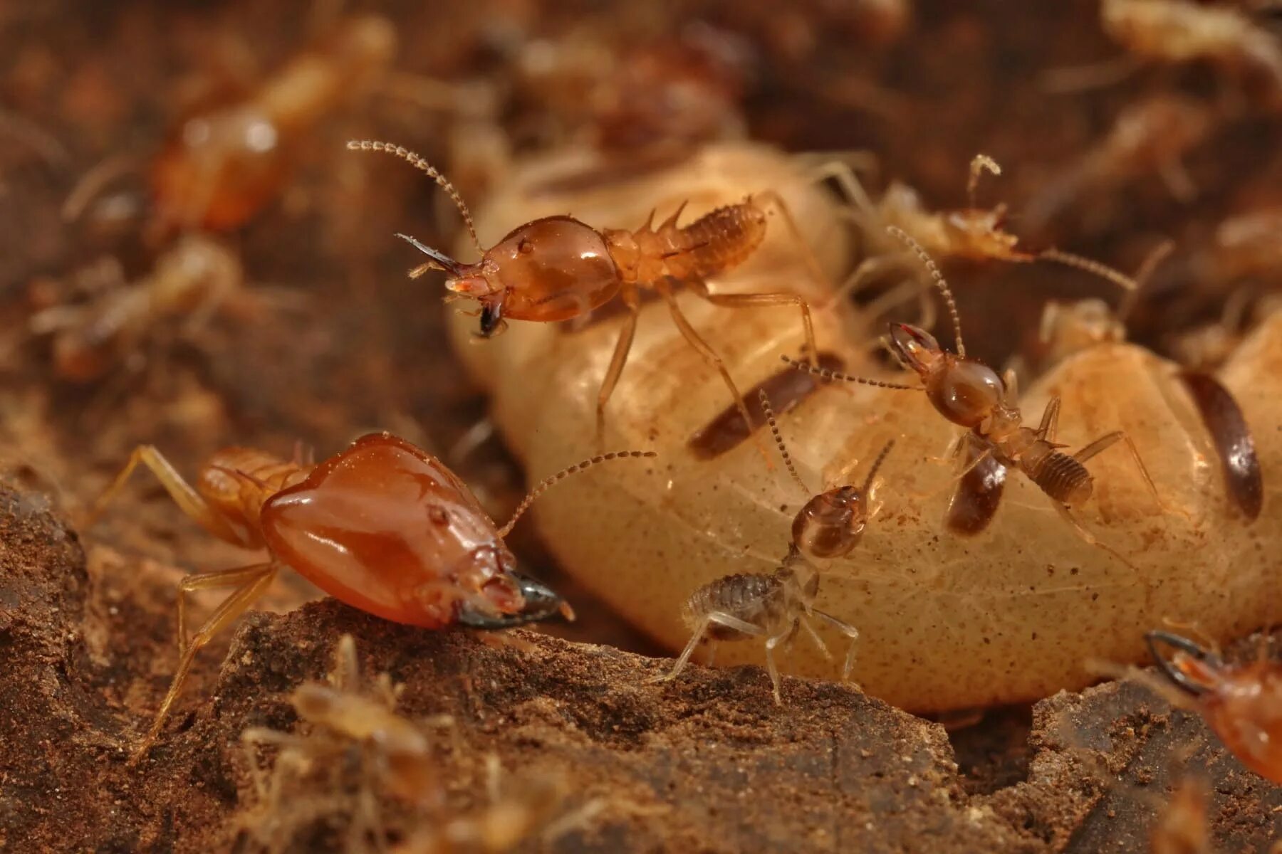 отряд термиты — isoptera. термиты солдаты. жук египетский термит. термит жук. отряд термиты — isoptera.
