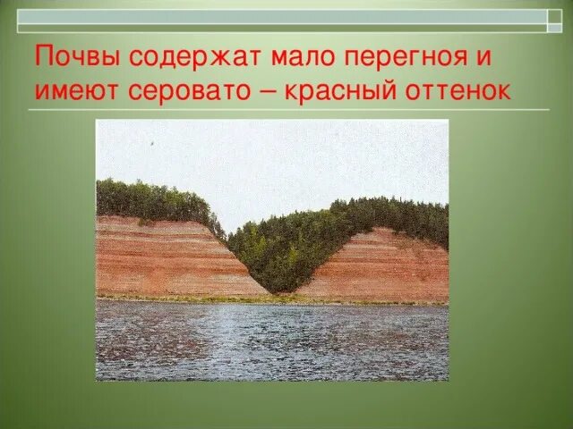 Почвы тайги. Почвы тайги в Евразии. Тайга Тип почвы. Почвы зоны тайги. Тайга почва география