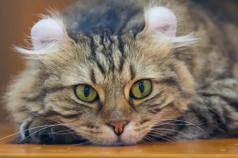 Кошка загнутые