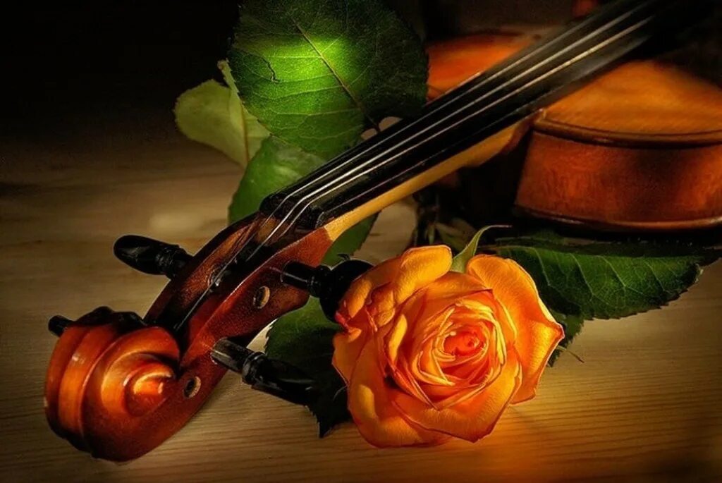 Скрипка красивая музыка слушать. Скрипка. Скрипка и розы. Скрипка и цветы. Музыкальные инструменты и цветы.