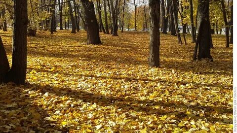 Видное осенью