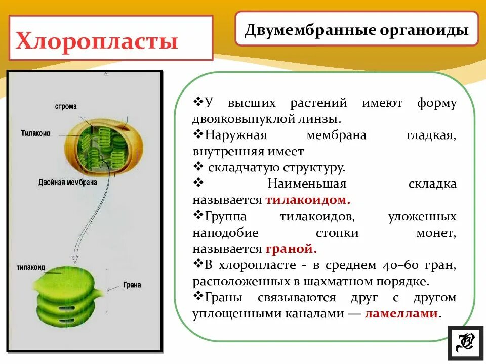 Пигмент хлорофилл хлоропласты тилакоиды. Хлоропласт мембрана тилакоида. Органоид содержащий в тилакоидах пигмент хлорофилл. Двумембранные органоиды содержащие хлорофилл.