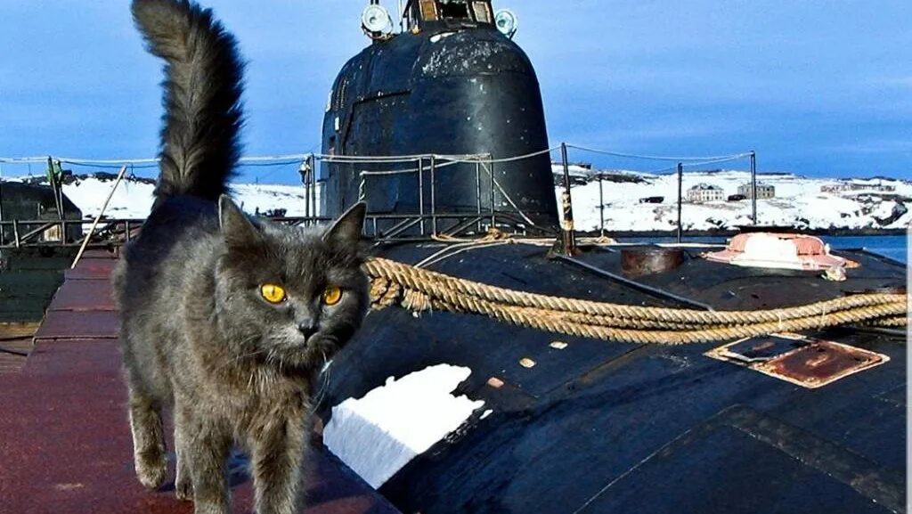 Корабельный кот. Корабельные коты. Корабельный кошак!. Военно морской кот. Советский Корабельный кот.