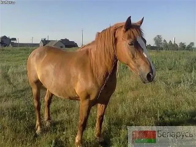 Куфар лошади