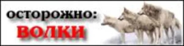Будь осторожен волк. Табличка осторожно волки. Осторожно волк. Осторожно волк. Берегись волка.