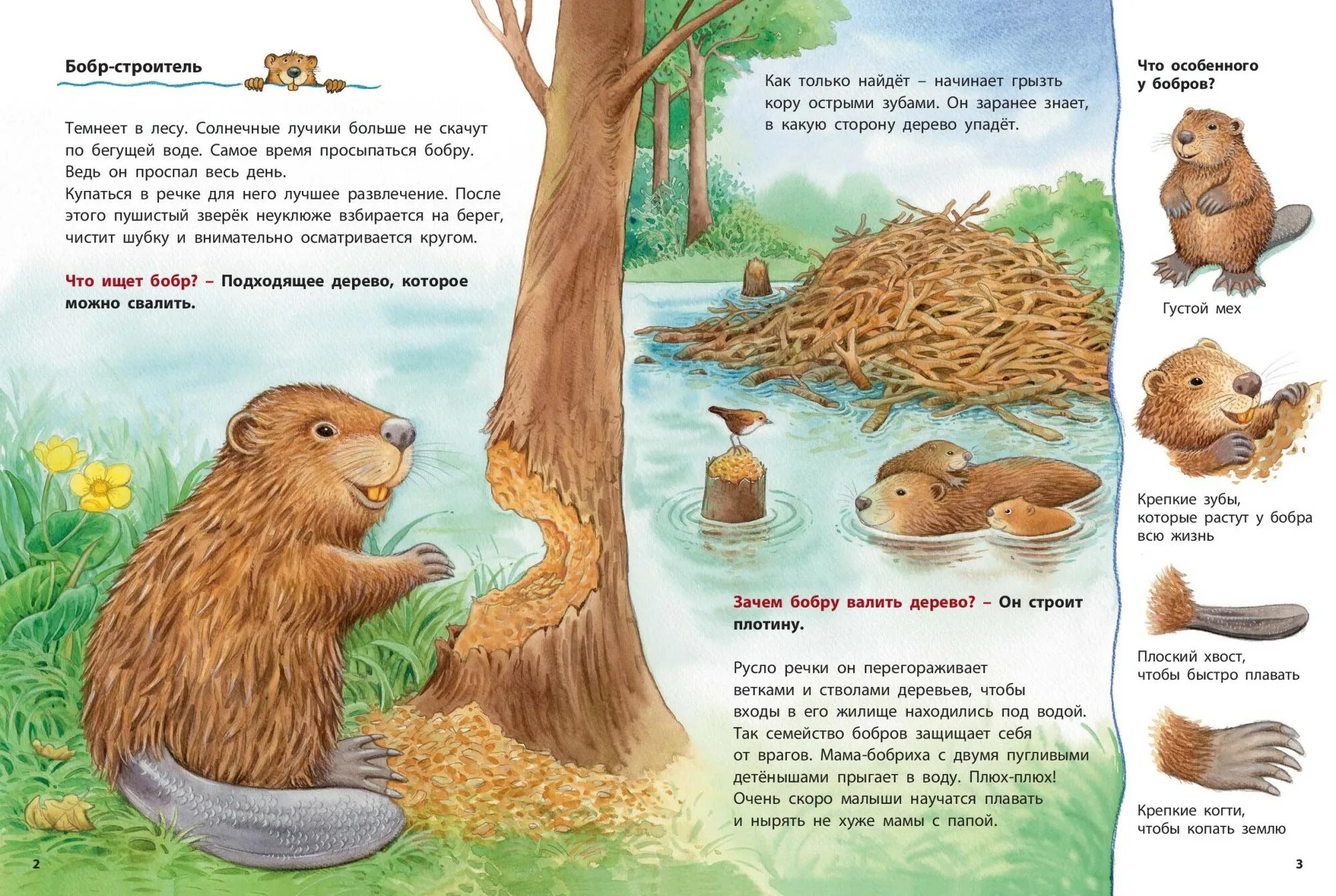 Почему бобра