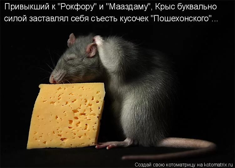 Картинки крысы с надписью. Шутки про крыс. Мышка юмор. Сыр юмор. Крыса юмор.
