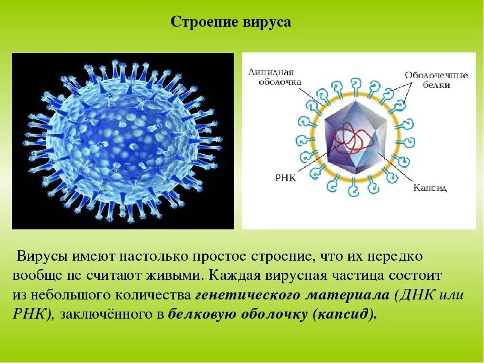 Характеристика строения вирусов. Строение 5 вирусов. Капсид РНК на вирусах. Строение вируса. Общее строение вирусов.