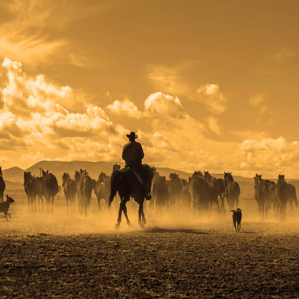 Old town road horses. Олд Таун роад. Old Town Road картинка. Lil nas x old Town Road. Песня old Town Road.