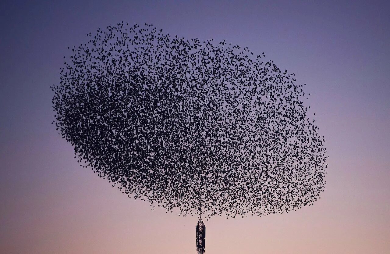 Стаи скворцов мурмурация. Скворцы мурмурация. Стаи скворцов мурмурация. Стаи скворцов мурмурация. Мурмурация скворцов в россии.