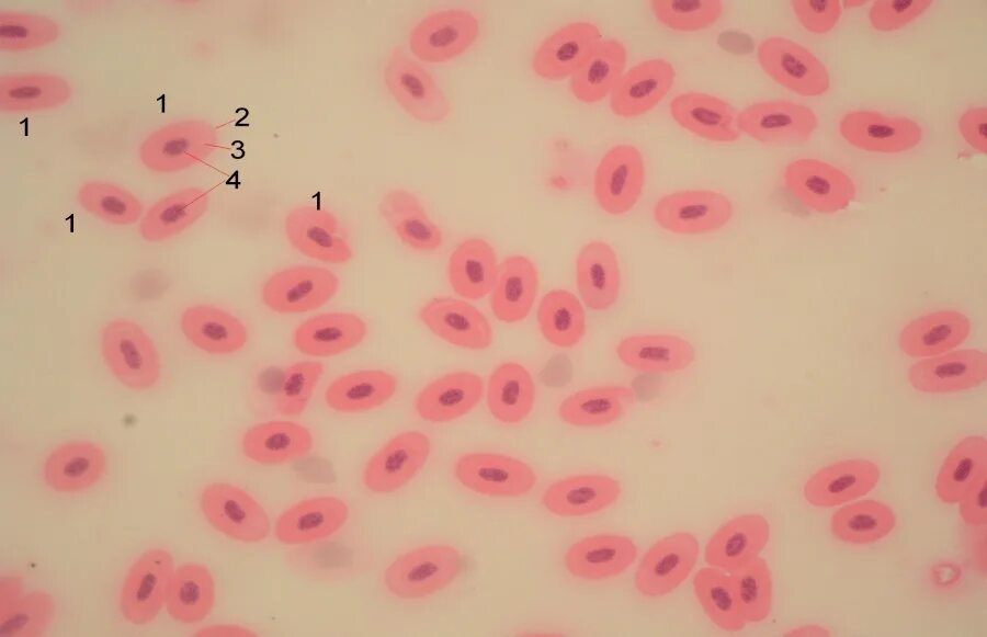 Исследование крови лягушки какая биологическая наука. Эритроциты лягушки гематоксилин и эозин. Мазок крови лягушки. Эритроциты в крови лягушки под микроскопом. Мазок клетки лягушки.