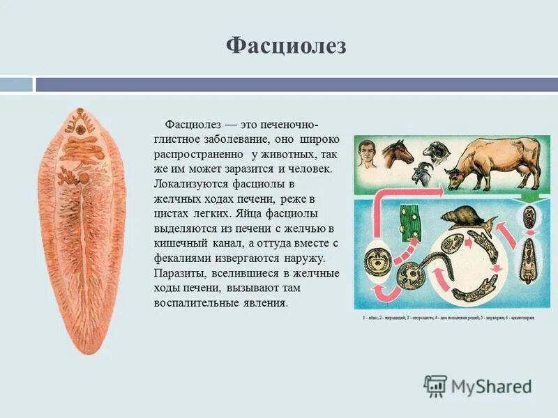 Печеночный сосальщик приспособления. Фасциолез животных паразитология. Печеночный сосальщик фасциола. Паразит печеночный сосальщик.