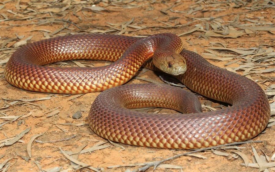Brown king. Мульга змея. Мулга змея коричневый Король. Австралийская мулга. Австралийская змея мулга.