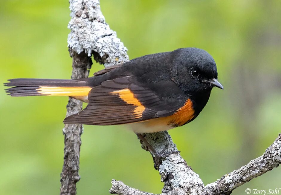 Kind birds. Redstart. Redstart Bird.