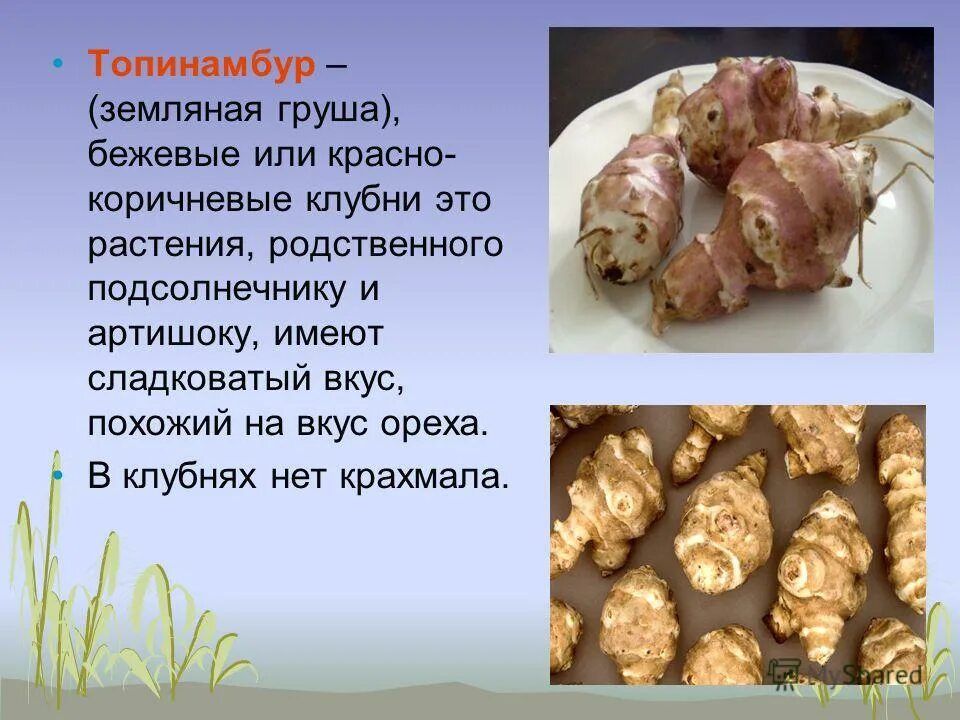 Клубень топинамбура земляной груши. Земляная груша топинамбур. Земляная груша топинамбур. Чуфа миндальный орех. Клубень топинамбура земляной груши.