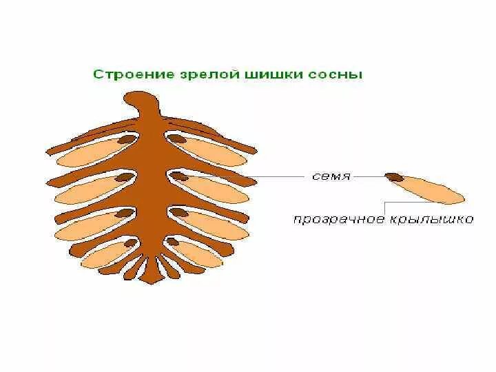 Какое внешнее строение шишки сосны. Строение шишки сосны семена. семя женской шишки сосны строение. семя шишки сосны строение. строение семени сосны.