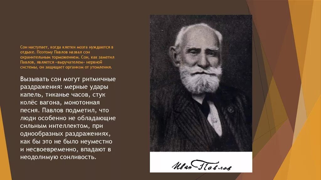 Кто научно обосновал природу сна. Павлов о сне. И П Павлов. Ученые изучают сон. История изучения сна.