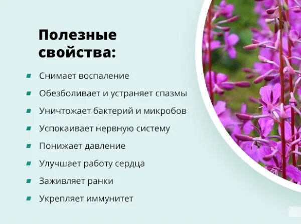Трава кипрей для чего применяется. Трава кипрей для чего применяется