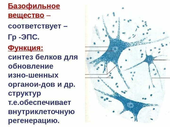 Тигроид гистология. Тигроид функции гистология. базофильная субстанция ниссля функция. тельца ниссля функции. тельца ниссля гистология.