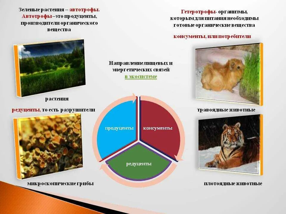 Зеленые растения производители органического вещества. Автотрофные организмы примеры. Зеленые растения автотрофы. Автотрофные бактерии это продуценты.