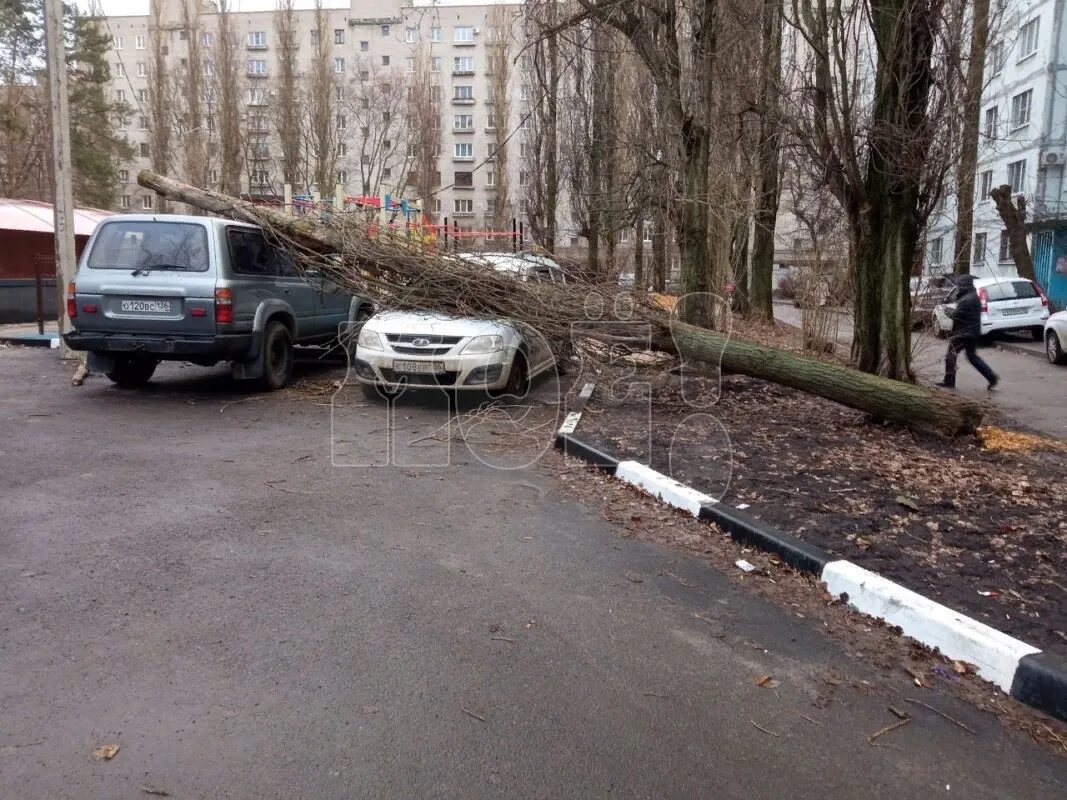 Новости воронежа за последние сутки. Упавшее дерево. Двор без машин. Сильный ветер в городе.