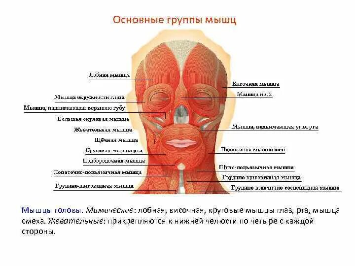 , мышца, поднимающая верхнюю гу. Мышцы головы мимические и жевательные схема. Мышцы окружности рта их функции. Мышца гордецов и мышца сморщивающая бровь. Мимические мышцы лица анатомия вид спереди.