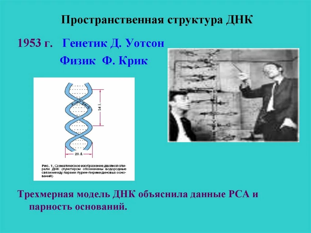 Пространственная структура ДНК крик Уотсон. Пространственная модель ДНК Уотсон. Пространственнаямоднль Уотсона крика.