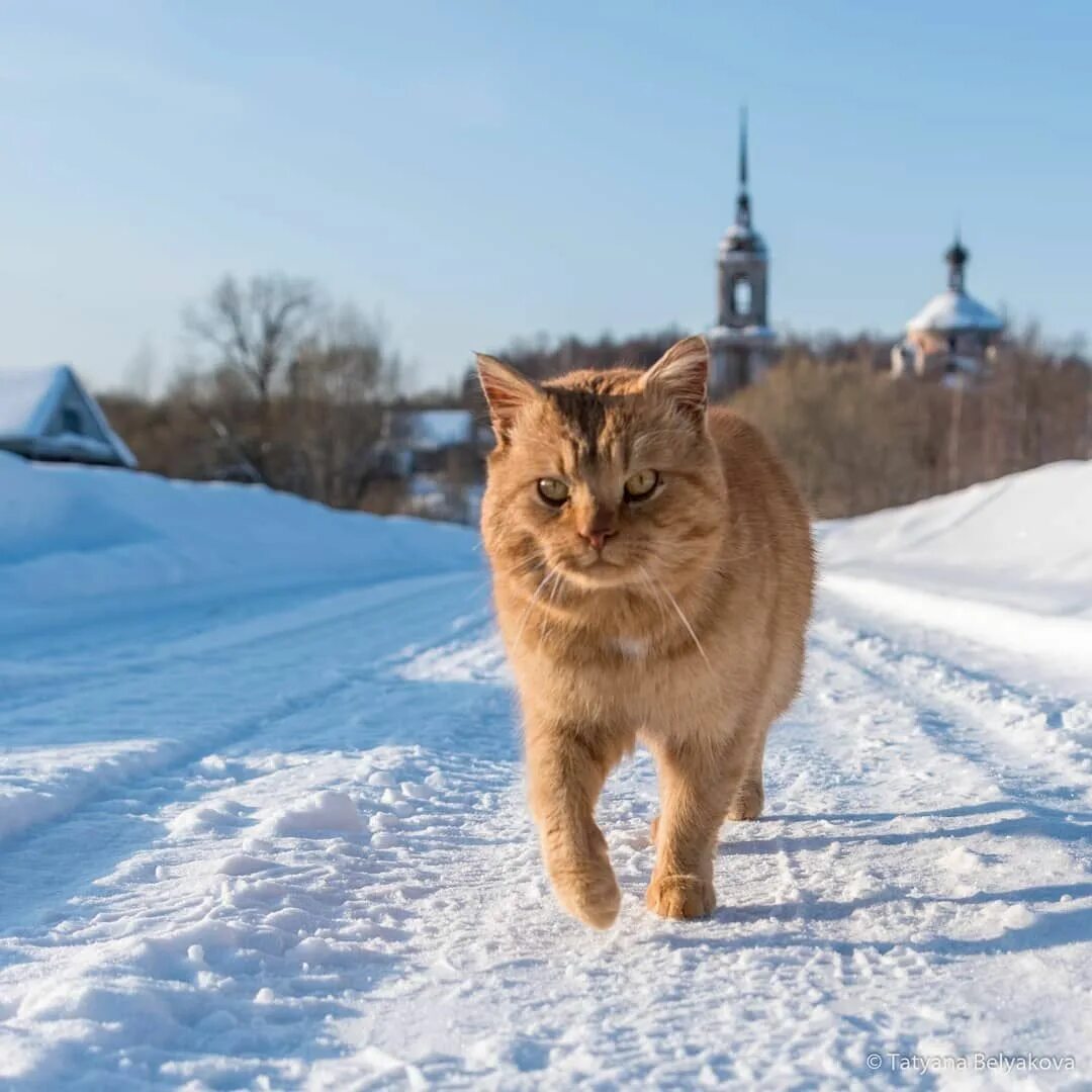 Russian pet. Кошки России. Кошки из России. Деревенские коты. Котик Россия.