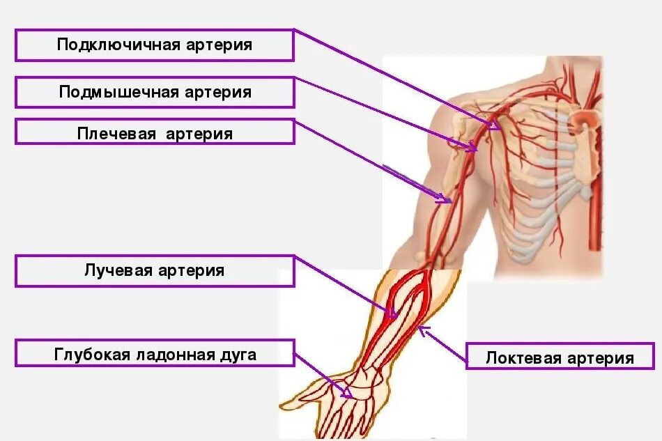 Musculocutaneus). Подмышечная артерия вена нерв. Подмышечная артерия и вена топография. Медиальная вена верхней конечности. Внешние ориентиры плеча топографическая анатомия.