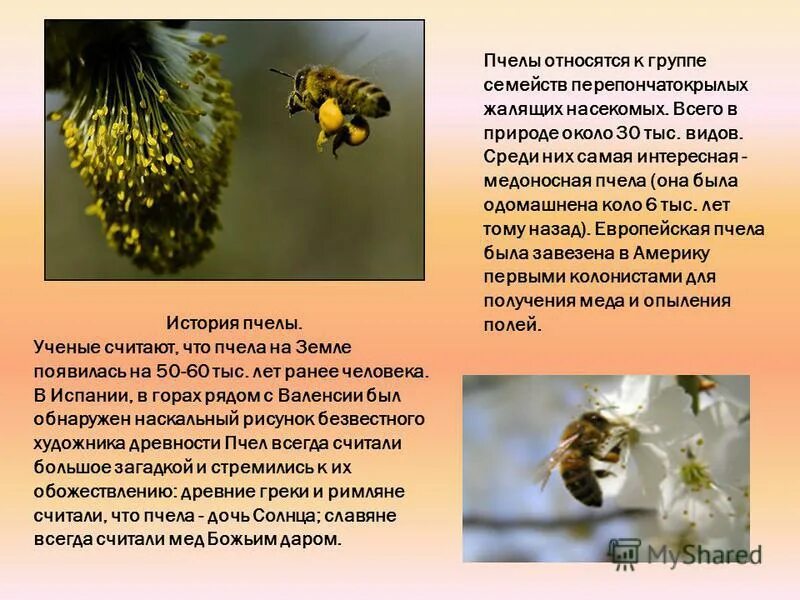 доклад на тему пчелы. рассказ о пчелах. пчела для презентации. тема пчел для презентации. интересные факты о пчелах для детей.