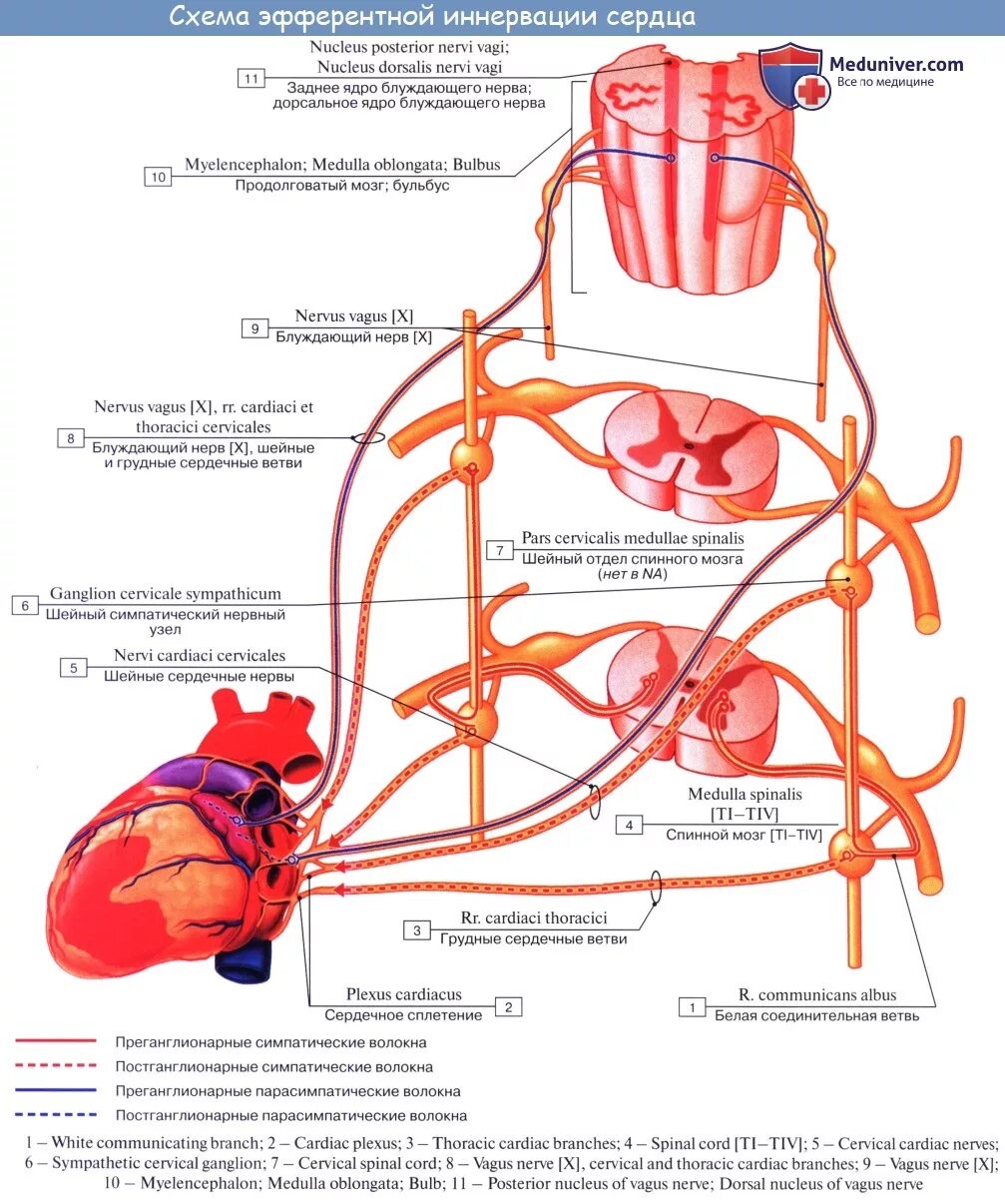 Блуждающий нерв иннервация сердца схема. Иннервация сердца физиология схема. Схема парасимпатической и симпатической иннервации сердца.. Вегетативная иннервация сердца схема. Парасимпатическая иннервация сердца