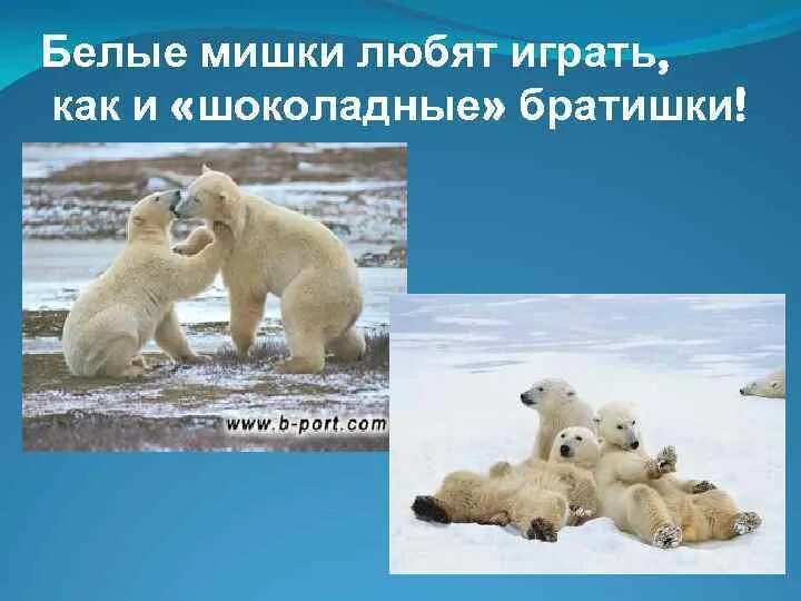 Где обитают белые медведи на каком материке. Где обитают белые медведи на карте. Среда обитания белых медведей на карте. Белый медведь место обитания в России. Белый медведь урок.