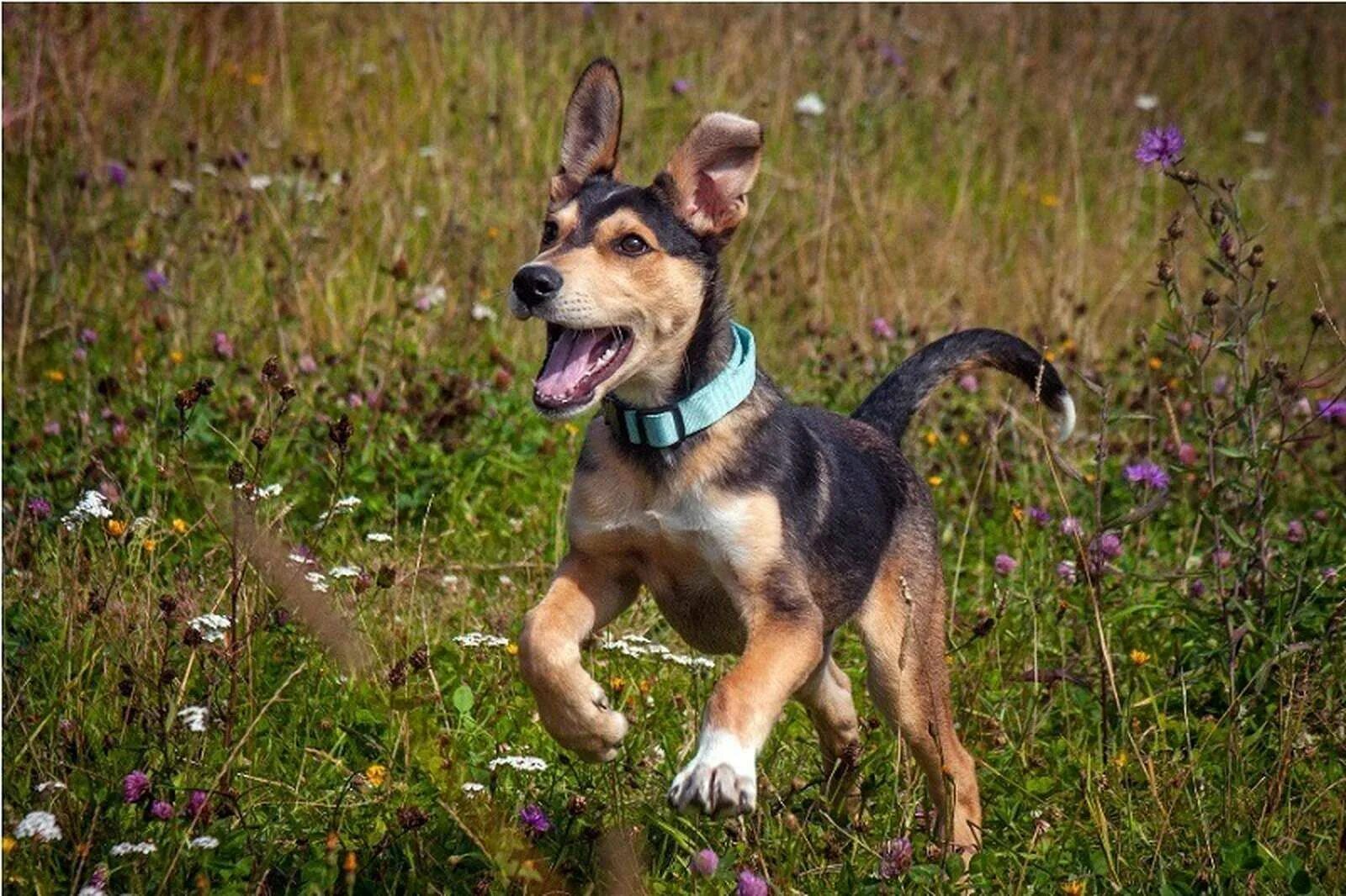 Харьер заячья гончая. Кавалер кинг чарльз спаниель маленький. Бигль собака компаньон. Семейные собаки. Собака компаньон.