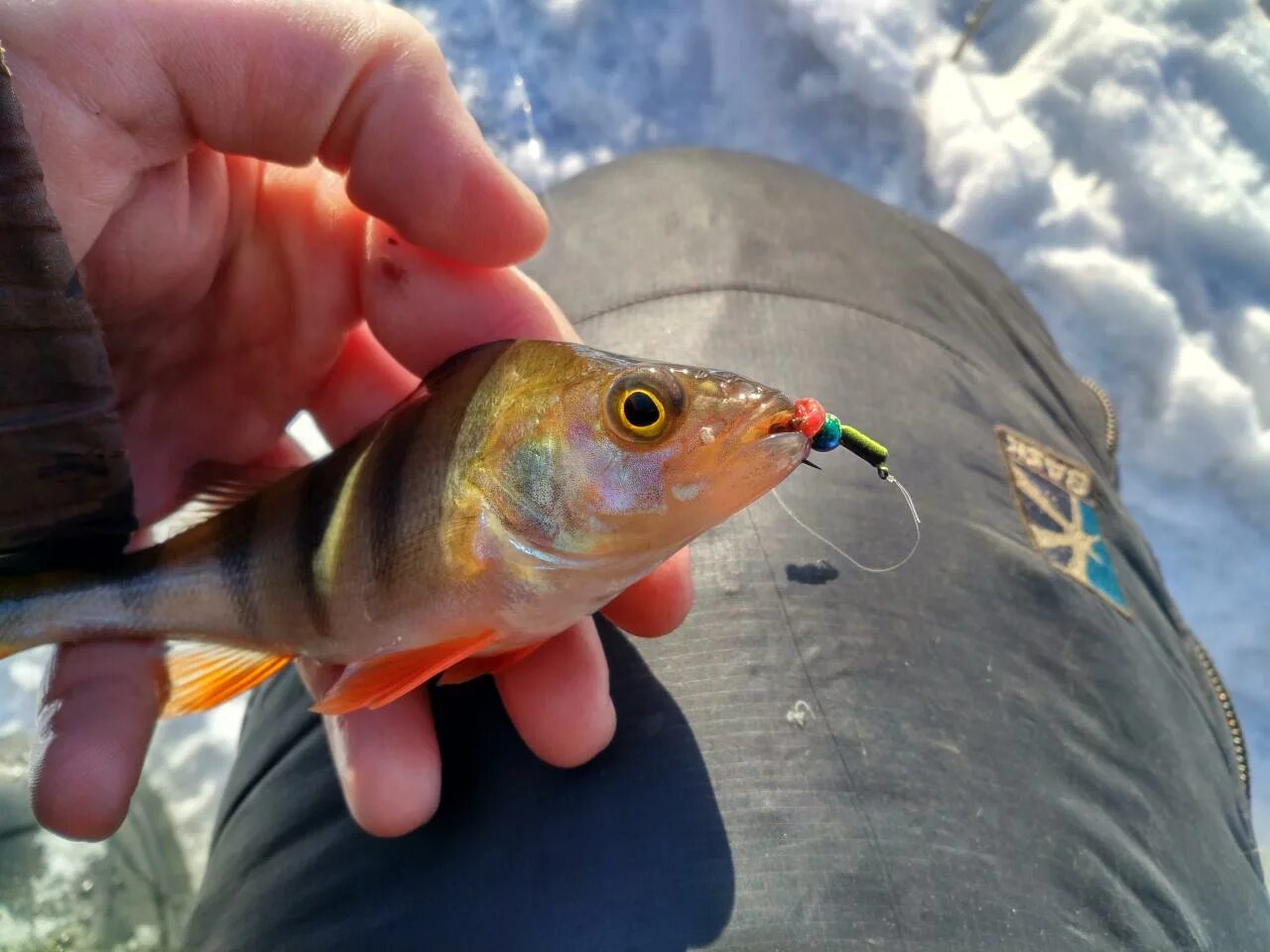техника ловли окуня зимой на мормышку. окунь зимой на мормышку с мотылем. ловля крупного окуня на мормышку. окунь зимой на мормышку с мотылем. ловля окуня зимой на мормышку.