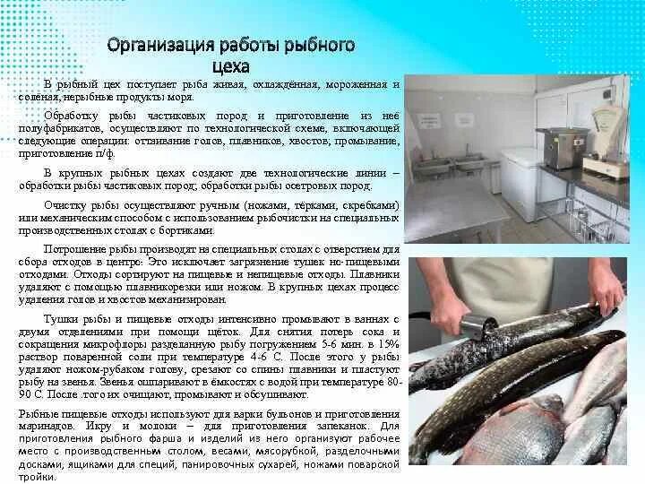 Организация приготовления рыбы. Технологический процесс обработки рыбного цеха. Оборудование для очистки частиковых пород рыбы. Технологические линии рыбного цеха. Особенности работы мясо-рыбного цеха организация.