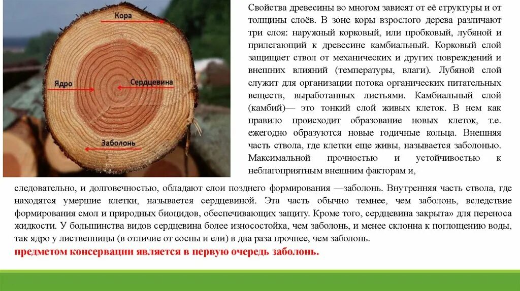 Строение древесины. Качество древесины. Характеристики дерева и древесины. Древесина ствол.