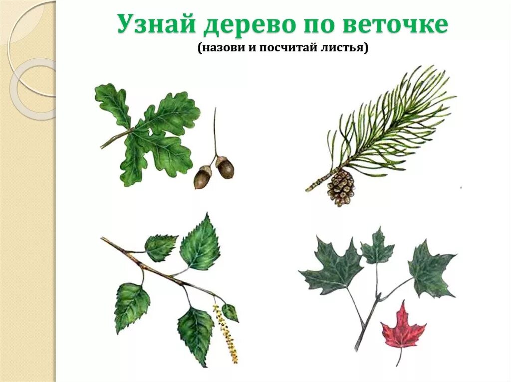 Найди тень дерева. Игра с какого дерева листок. Листочки и веточки для скрапбукинга. Осина береза липа ольха листья. Игра с какого дерева листик.