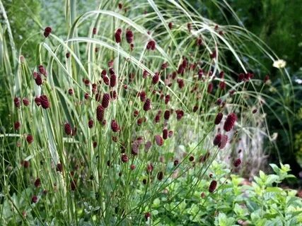 Other plant