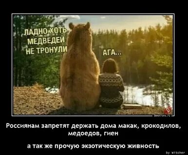 Мой дикий друг где