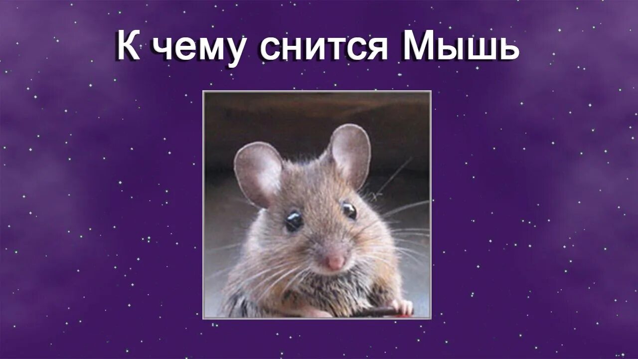 Сонник приснились мыши. К чему снятся мыши. мыши сонник к чему. к чему снится мышонок. к чему снится мышь женщине.