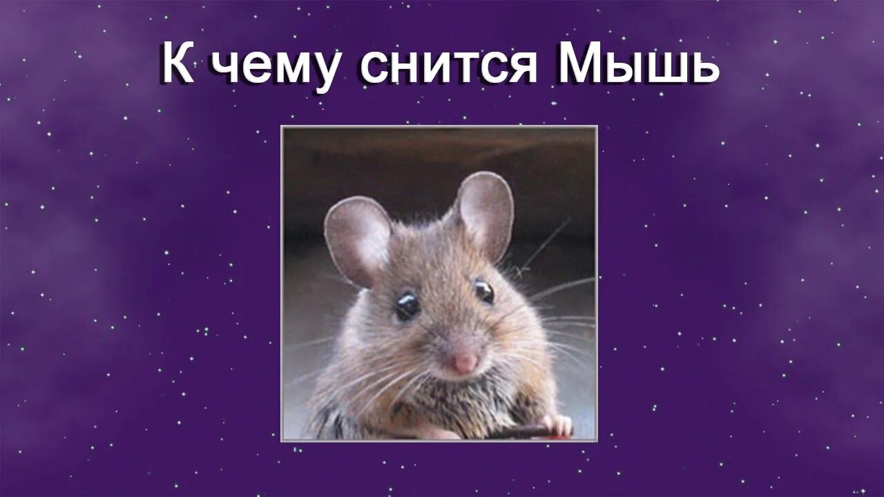 Снится много мышей к чему женщине