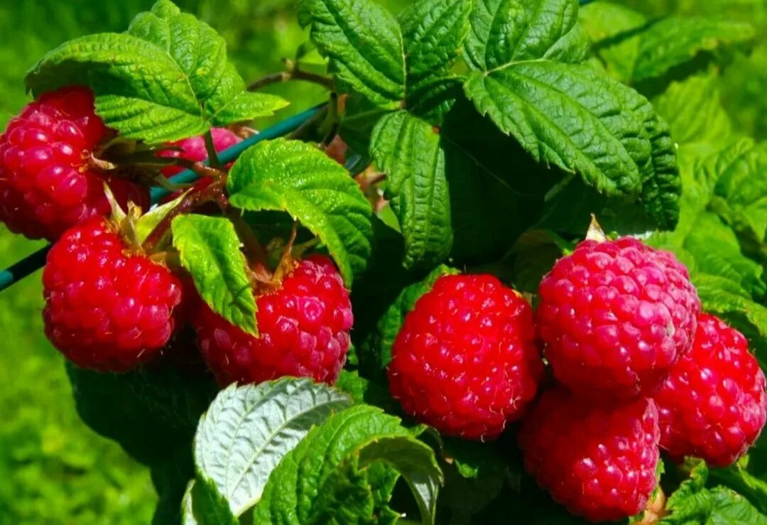 Малина (малиновое дерево) красное "таруса". Малина полукустарник. Малина ягода ремонтантная. Малина ремонтантная куст. Малино-поляничный гибрид.