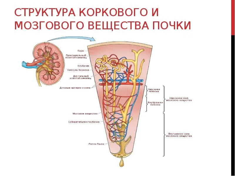 Корковое вещество почки функции. Строение коркового и мозгового вещества почки. Структура коркового вещества почки. Строение коркового вещества почки. Корковое вещество и мозговое вещество почки.