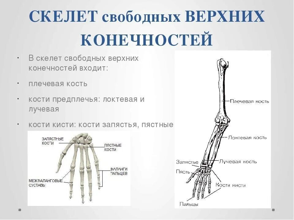 К скелету свободной верхней конечности относятся