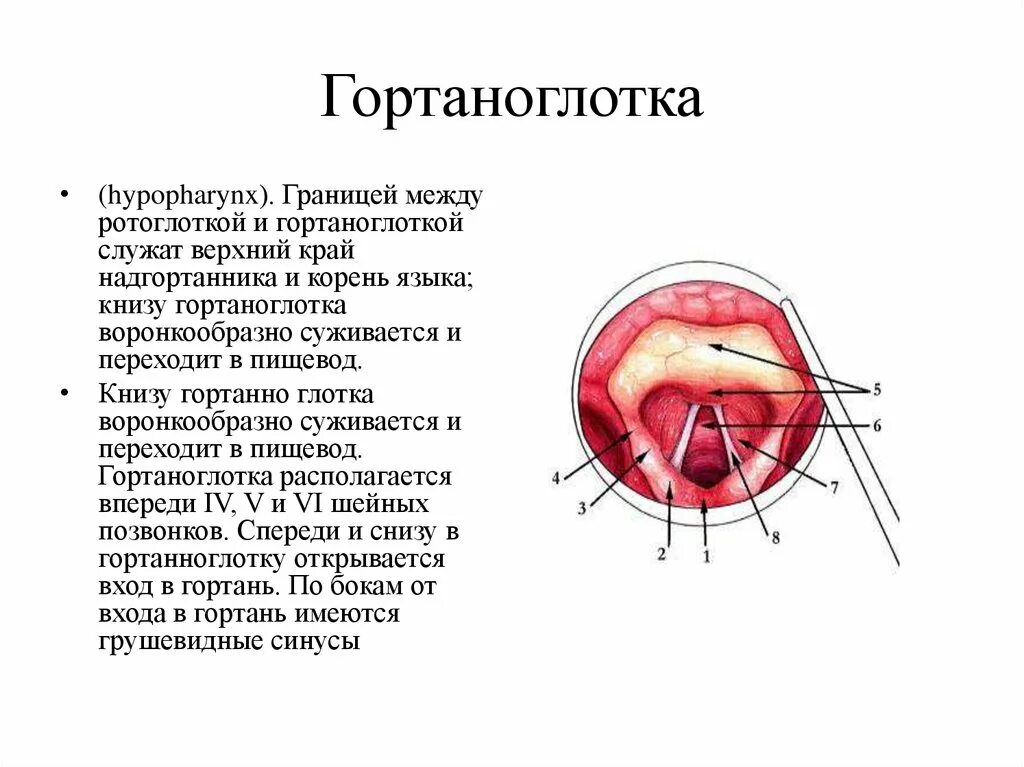 Строение ротоглотки анатомия. Гортаноглотка строение. Гортаноглотка анатомия строение. Стенки ротовой части глотки.