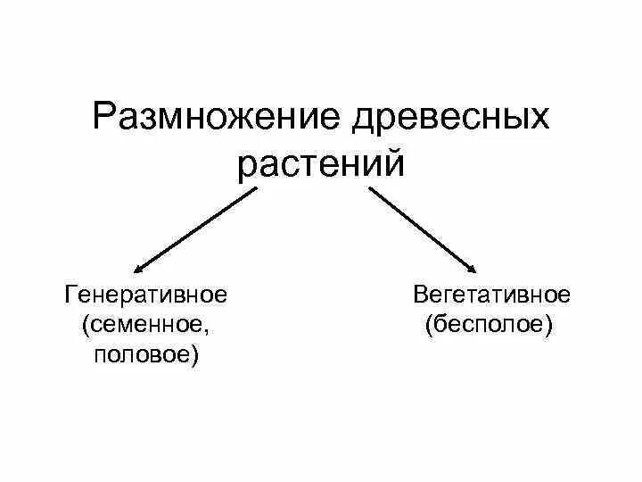 Генеративное половое размножение. Схема размножения древесных растений. Вегетативное размножение древесных растений. Вегетативное и генеративное размножение растений. Семенное размножение древесных растений.