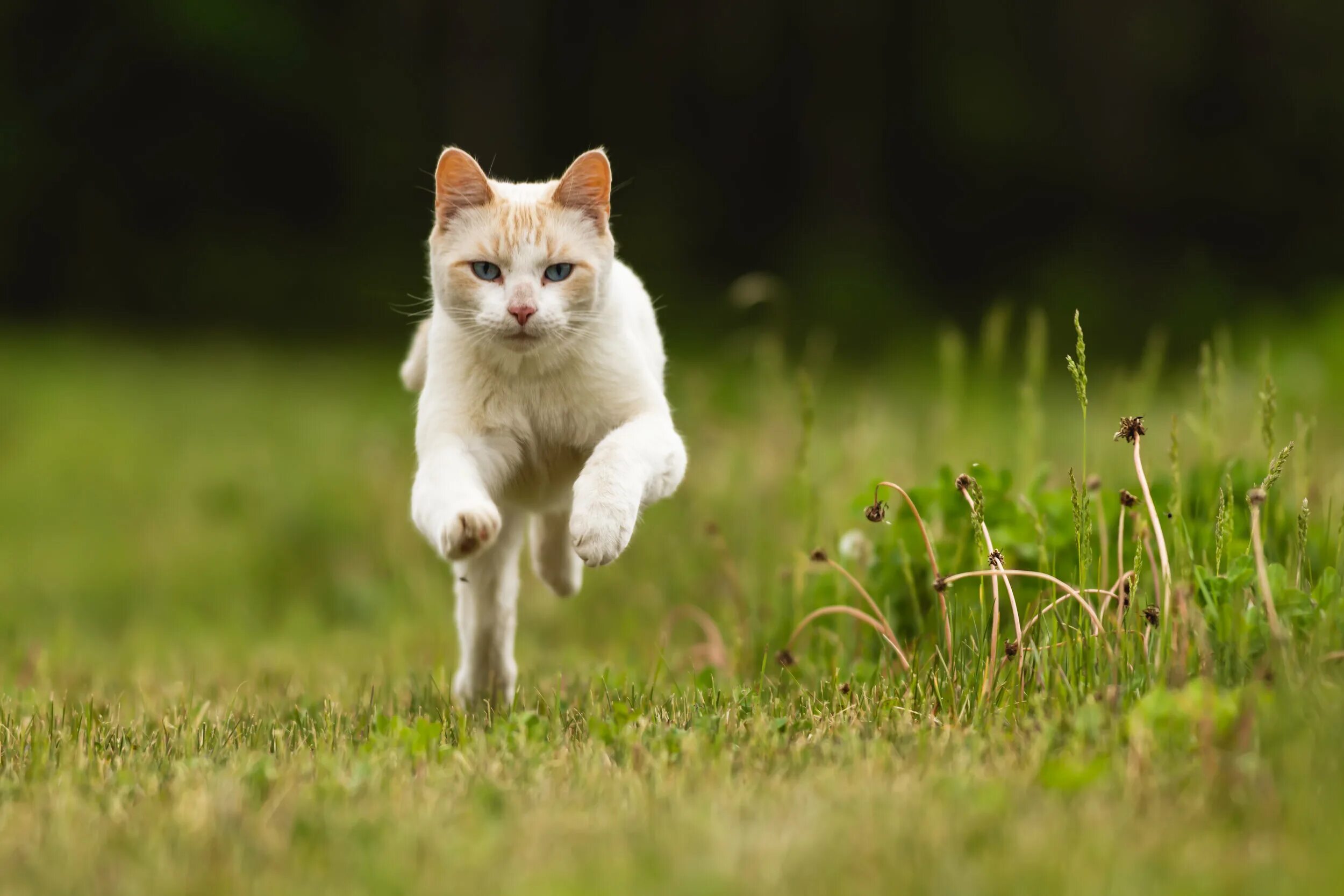 Котик бегает. Белый кот бежит. Рыжий кот бежит по траве. ЕКОТИК ежит.