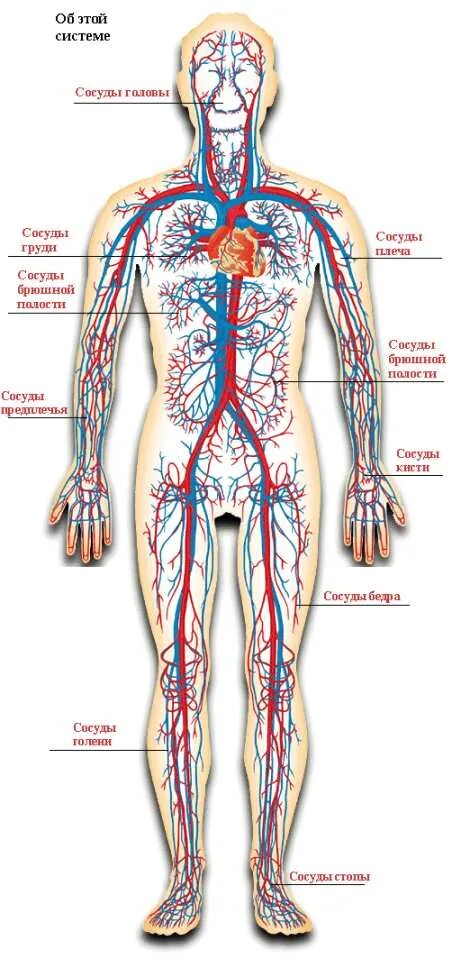Артерии и вены тела. Кровеносные сосуды человека анатомия. Кровеносная система человека схема анатомия. Анатомия строение кровеносной системы. Строение вен человека анатомия.