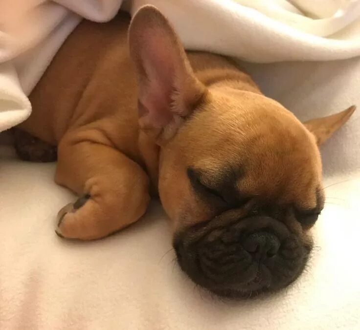 Французский бульдог рыжие и палевые. Староанглийский бульдог рыжий. Рыжий бульдог. Желтый бульдог. Флаффи французский бульдог флаффи.